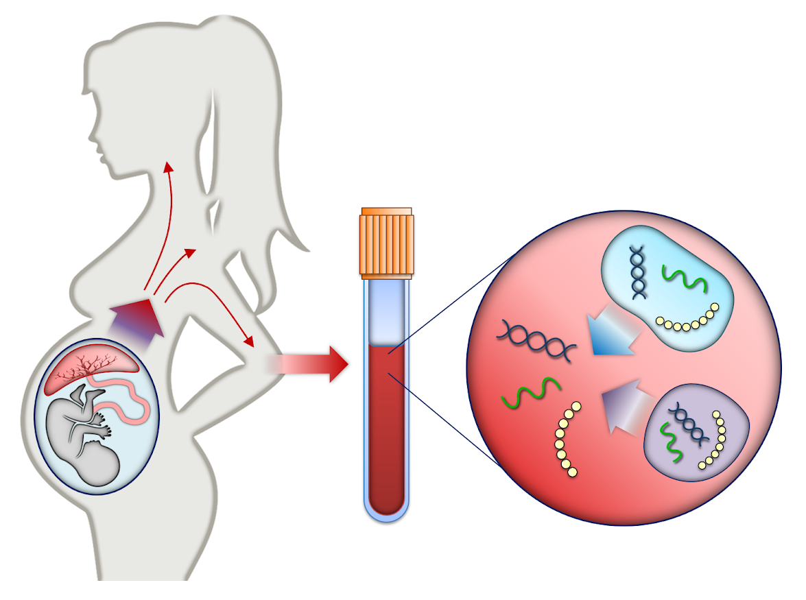 Non invasive Prenatal Testing NIPT Pregnancy Birth And Baby 